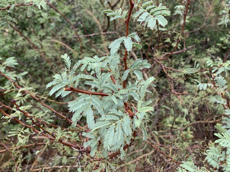 Vachellia bravoensis, photographed by Kane Sandoval