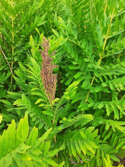 Osmunda acuta, photographed by grabbarg