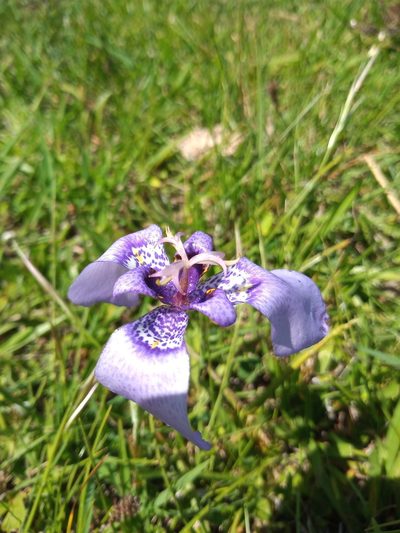 Herbertia quareimana, photographed by Juan Manuel Barreneche