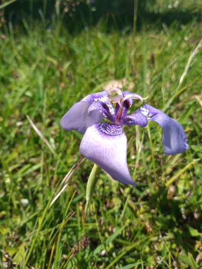 Herbertia quareimana, photographed by Juan Manuel Barreneche