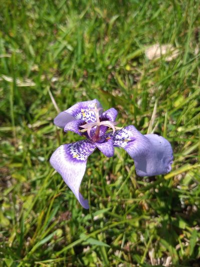 Herbertia quareimana, photographed by Juan Manuel Barreneche