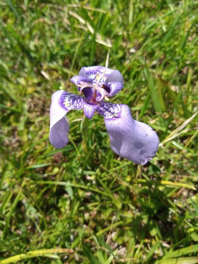 Herbertia quareimana, photographed by Juan Manuel Barreneche