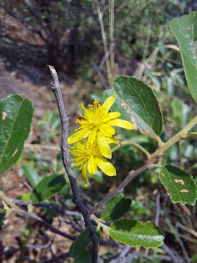 Grewia rogersii, photographed by Manuel R Popp