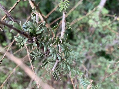Porlieria angustifolia, photographed by Kane Sandoval