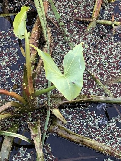 Sagittaria montevidensis, photographed by Andy Jordan