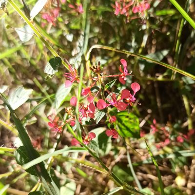 Lopezia racemosa, photographed by Juan Carlos Fonseca Mata