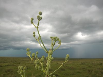 Eryngium horridum, photographed by Juan Manuel Barreneche