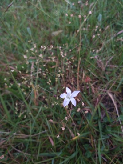 Wahlenbergia linarioides, photographed by Juan Manuel Barreneche