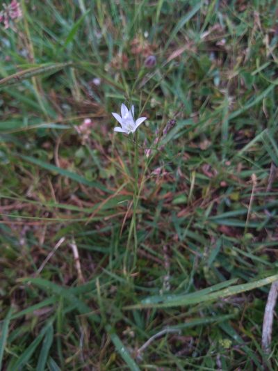 Wahlenbergia linarioides, photographed by Juan Manuel Barreneche
