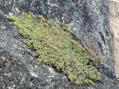 Petrophytum caespitosum, photographed by lejones417