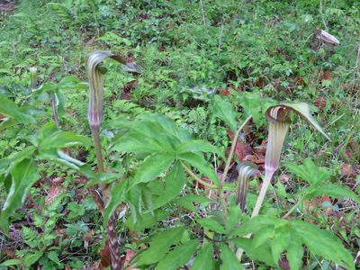 Arisaema serratum, photographed by Marco Mussita