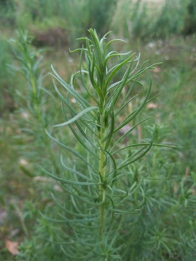 Baccharis coridifolia, photographed by Juan Manuel Barreneche