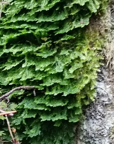 Plagiothecium laetum, photographed by Ilkka Kaita-aho