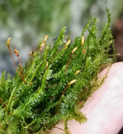 Plagiothecium laetum, photographed by Ilkka Kaita-aho