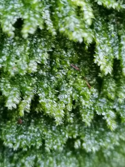 Plagiothecium laetum, photographed by Ilkka Kaita-aho