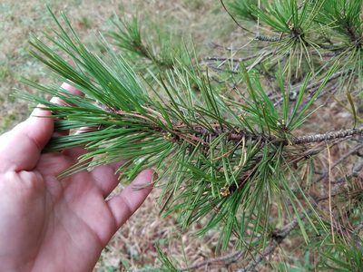 Pinus echinata, photographed by Leila Dasher