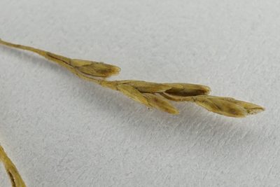 Puccinellia distans, photographed by Patrick Hacker