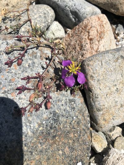 Zygophyllum chilense, photographed by Ben Lyle Bedard