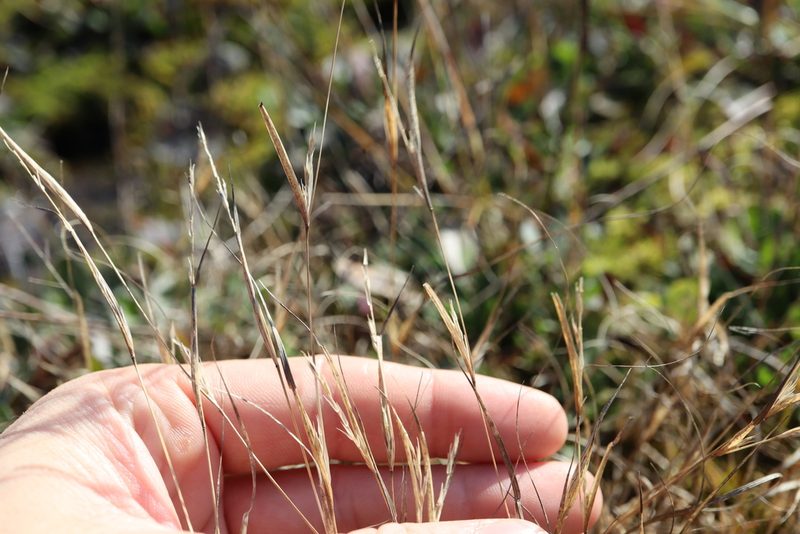 Sporobolus vaginiflorus, photographed by Henry "Nick" Robertson