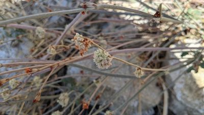 Eriogonum elongatum, photographed by velodrome