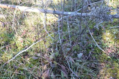 Solidago juncea