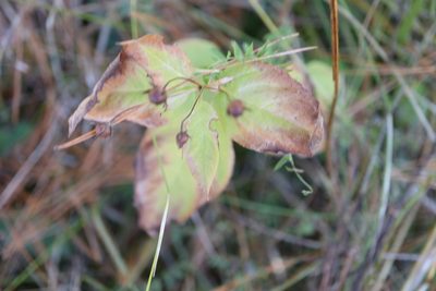 Lysimachia ciliata, photographed by Henry "Nick" Robertson