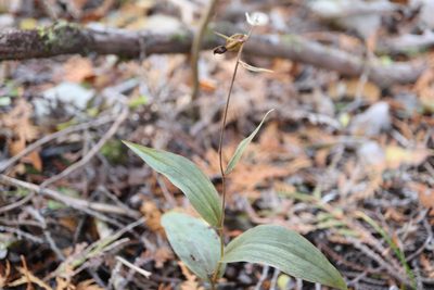 Epipactis helleborine, photographed by Henry "Nick" Robertson