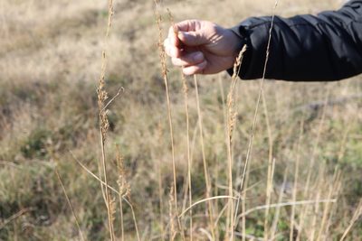 Sorghastrum nutans, photographed by Henry "Nick" Robertson