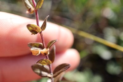 Scutellaria parvula, photographed by Henry "Nick" Robertson