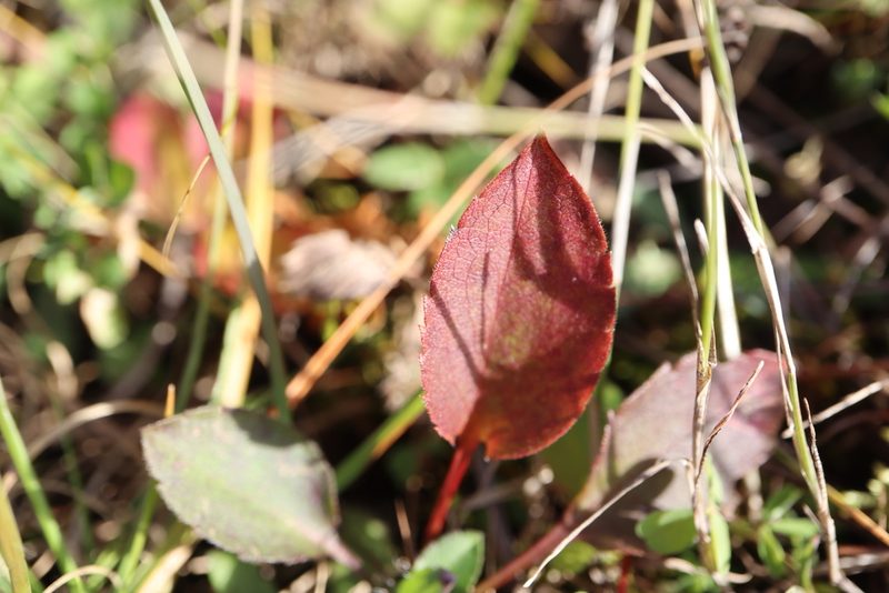 Symphyotrichum ciliolatum, photographed by Henry "Nick" Robertson