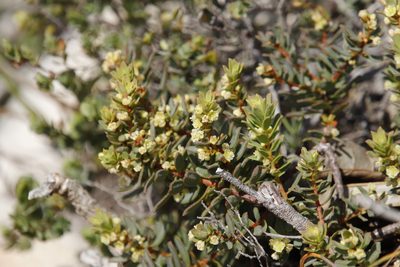 Clutia alaternoides, photographed by Tony Rebelo