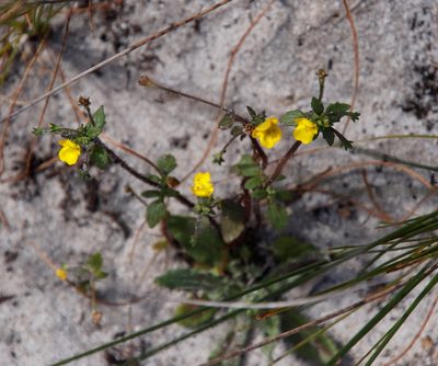 Hemimeris racemosa, photographed by Tony Rebelo