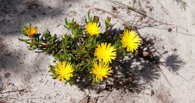 Lampranthus promontorii, photographed by Tony Rebelo