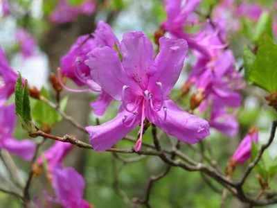 Rhododendron kiyosumense, photographed by Marco Mussita