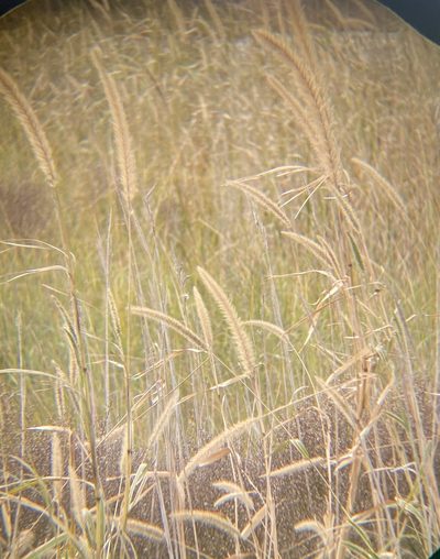 Setaria magna, photographed by Zihao Wang