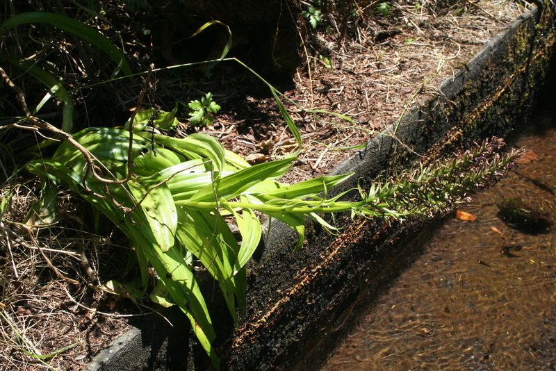 Dactylorhiza foliosa, photographed by Edmundas Greimas
