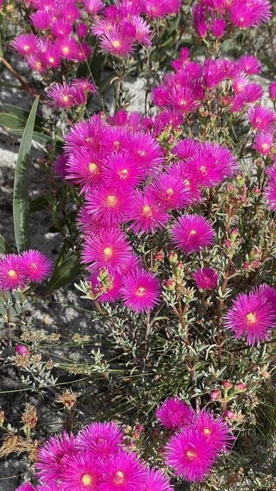 Lampranthus stenopetalus, photographed by Deon van Eeden