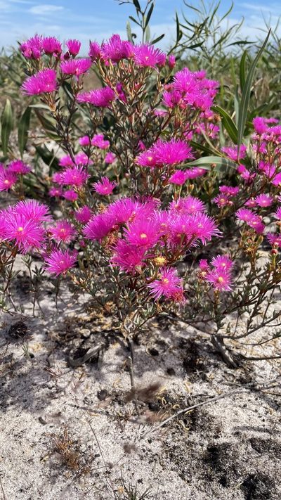 Lampranthus stenopetalus, photographed by Deon van Eeden