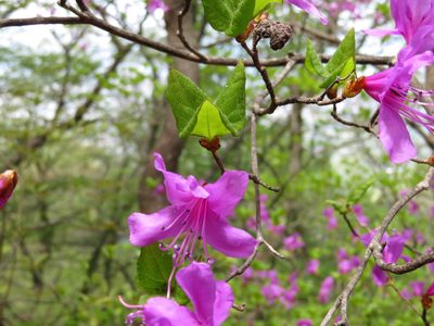 Rhododendron kiyosumense, photographed by Marco Mussita