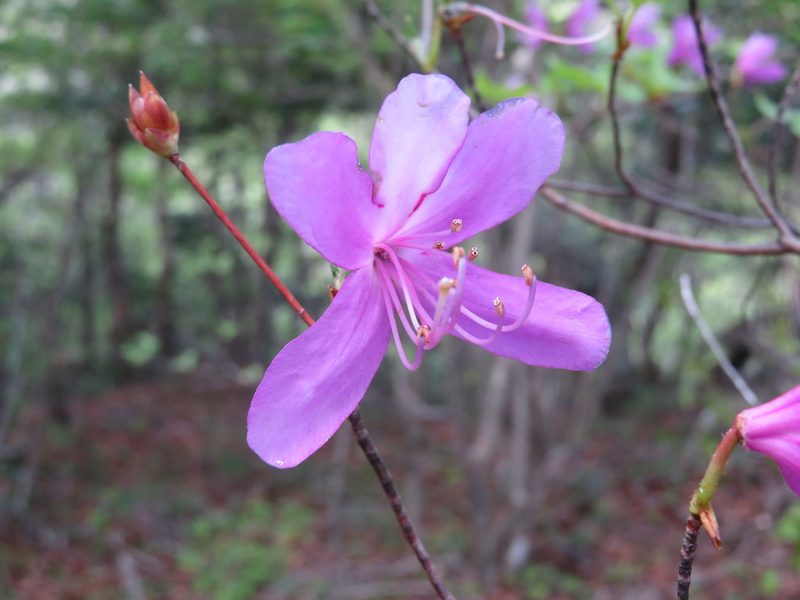 Rhododendron kiyosumense, photographed by Marco Mussita