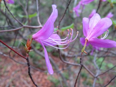 Rhododendron kiyosumense, photographed by Marco Mussita