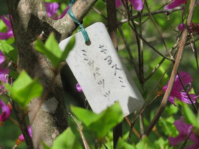 Rhododendron kiyosumense, photographed by Marco Mussita