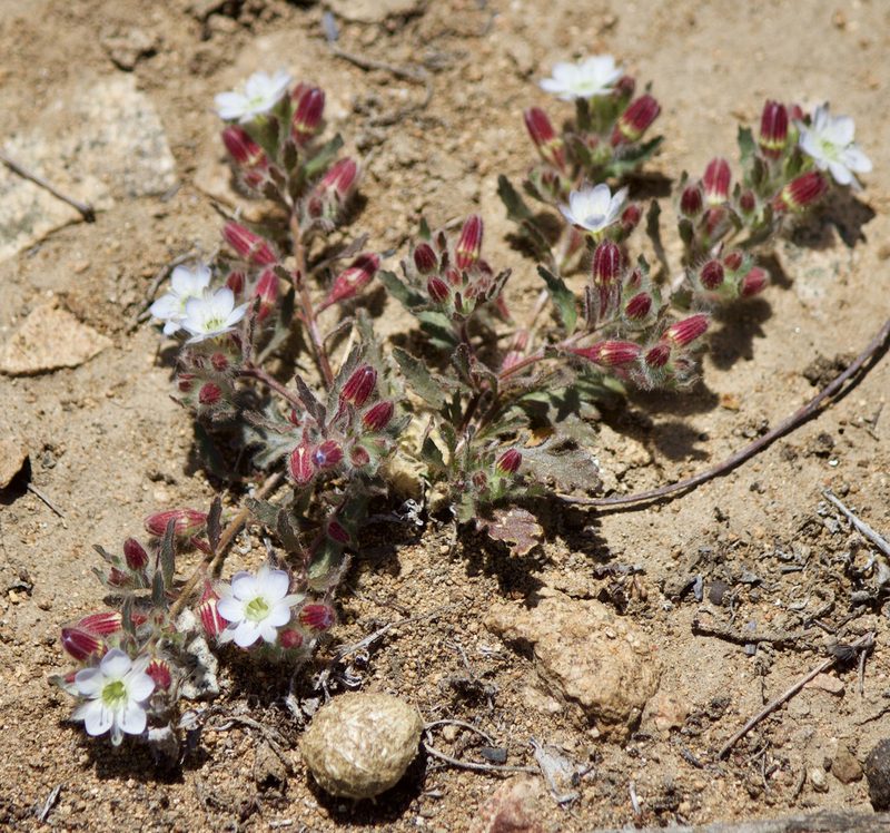 Malesherbia humilis, photographed by Ben Lyle Bedard