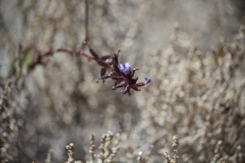 Plumbago caerulea, photographed by Ben Lyle Bedard