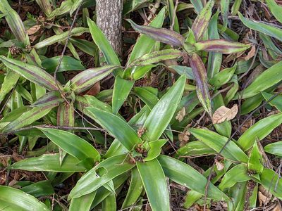 Callisia fragrans, photographed by David Anderson