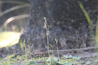 Cyrtostylis huegelii, photographed by Hugo Innes