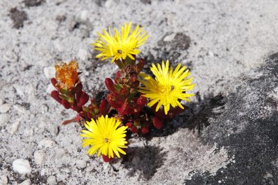 Lampranthus promontorii, photographed by Tony Rebelo