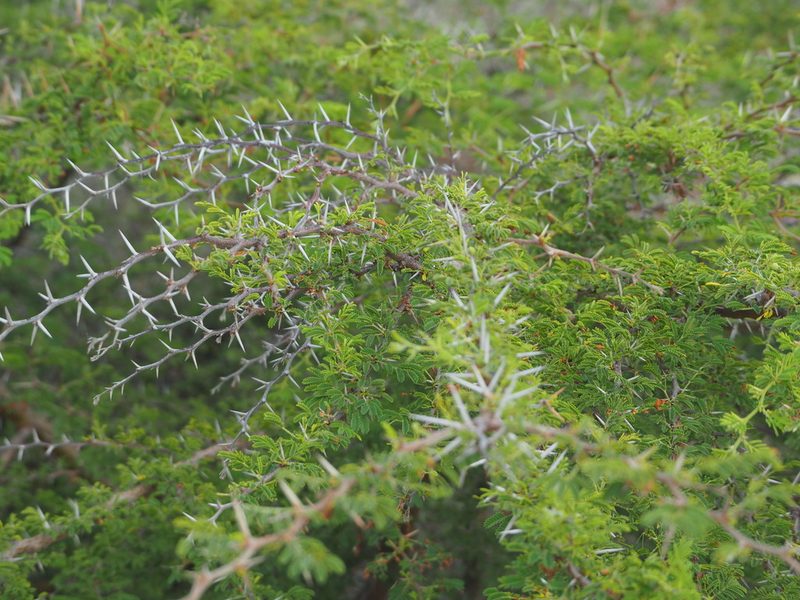 Vachellia tortuosa, photographed by Andra Waagmeester