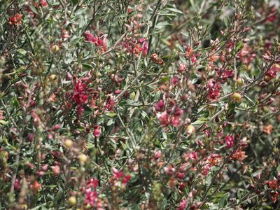 Krameria ixine, photographed by Andra Waagmeester