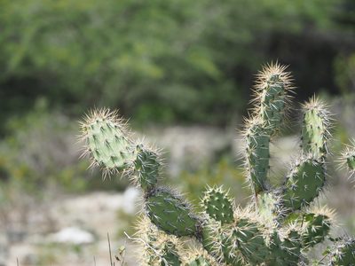 Opuntia caracassana, photographed by Andra Waagmeester